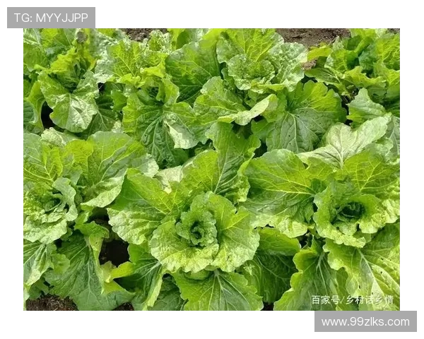 全面解析白菜垄的打法视频，教你轻松掌握种植技巧